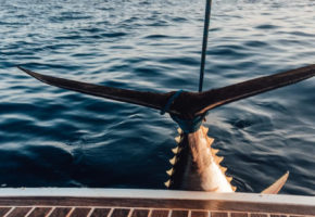 All Inclusive lov na plavoperajnu tunu Tunana Fishing Charter