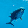 Bota Big Game Fishing All-day