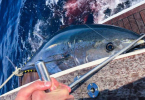 Big Game Fishing - cjelodnevni lov na plavorepnu tunu