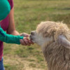 Mali raj - druženje s Alpakama na farmi