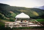Alpacas Hill