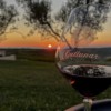 Vinarija Cattunar - ARCHIVE WINE EXPERIENCE za 2 osobe