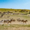 Obilazak divljih konja uz pratnju vodiča ili neke od lokacija : Buško jezero, Jezero Mandek za 2 osobe, Livno